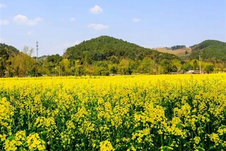 一亩油菜用多少复合肥 一亩油菜需要用多少复合肥