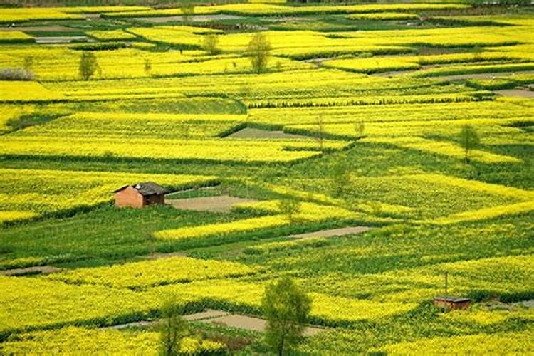 油菜每亩施多少肥料