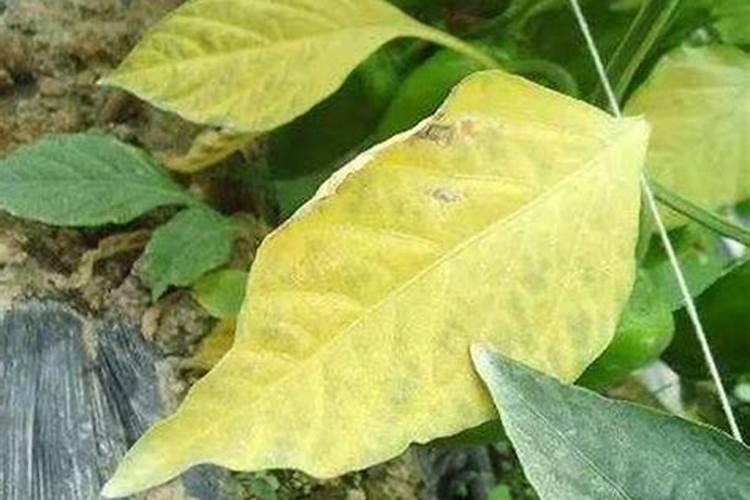 年前小麦旺长有什么办法