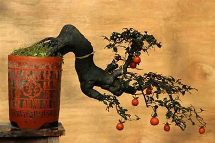 哪些植物肥料里面含丰富的磷和钾？