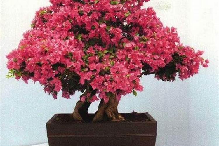 农村老人说红薯高产不用水,种红薯的时候是不需要浇水的吗？