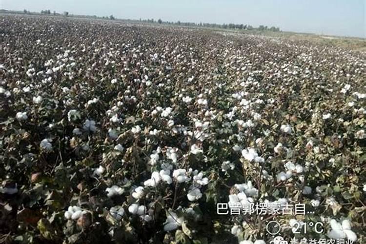 种好棉花要掌握关键的技术,关键的技术有什么？