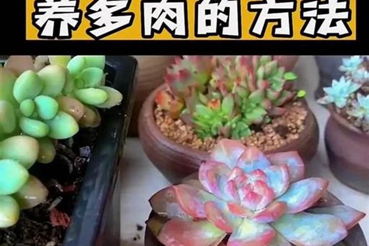 钾肥硼肥钙肥如果浇到树根上的话他们的比例是多少？