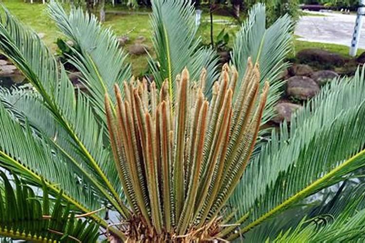 铁树什么时候发芽