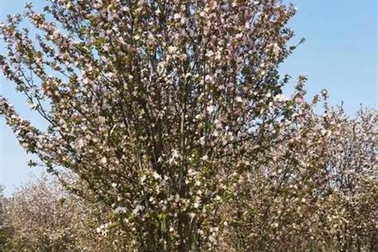 海棠树枝枯萎了怎么办,海棠枝干枯萎