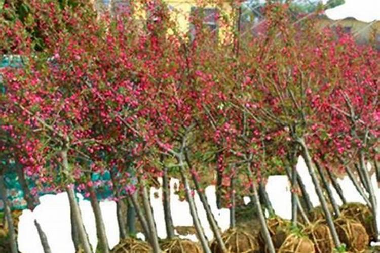 我买了一棵海棠树,种下有3年多了,都比茶杯还粗了,可就是不开花是怎么...