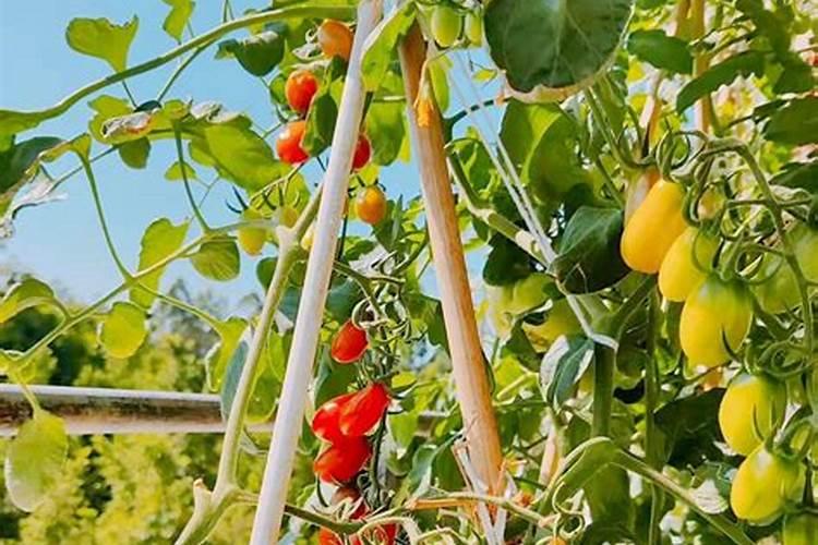 油菜饼做肥料怎么用比较好