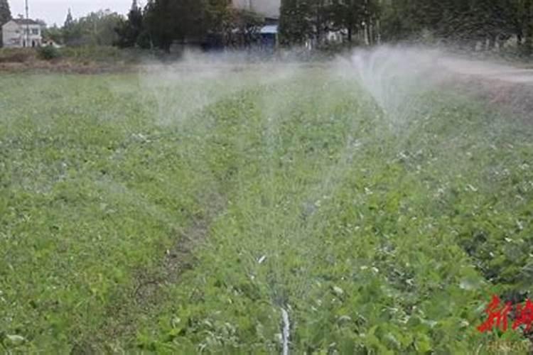 西瓜坐果时可以打多效唑吗