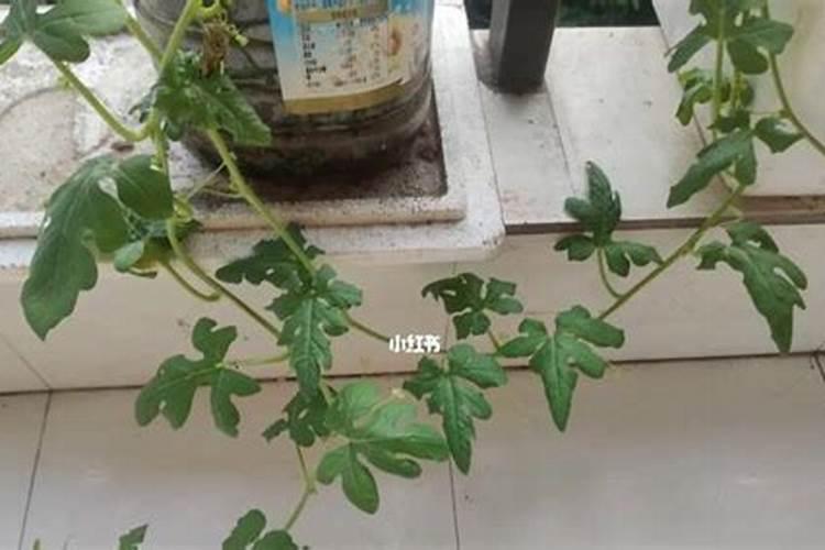 怎样防治柑橘缺镁症？