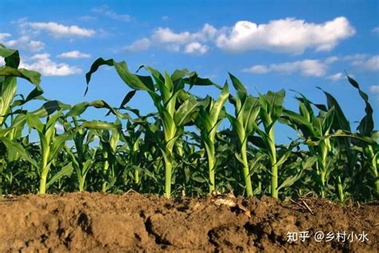 新蒜价格达三年新高现在大蒜涨价到多少钱一斤2019