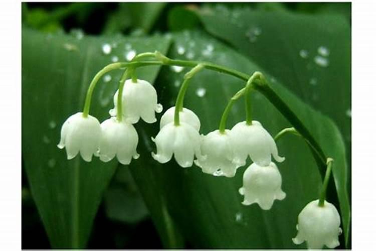 奥潍农邦源颗粒硼与奥丰颗粒硼那个好