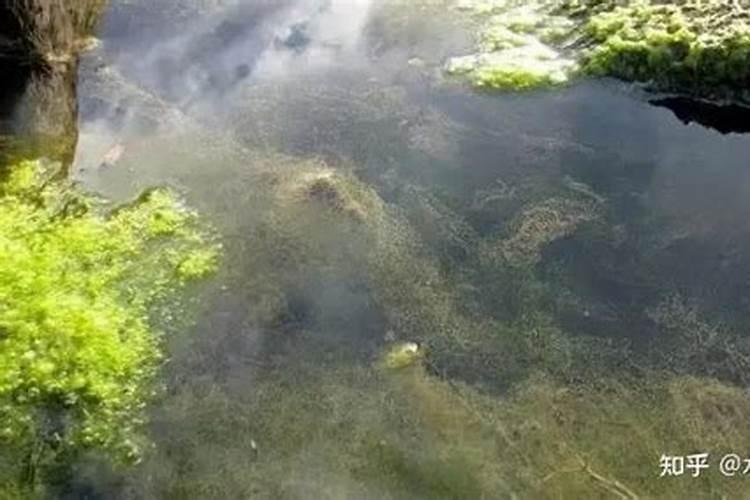 磷酸二氢钾加尿素加云台素一起用于玉米的比例是多少？