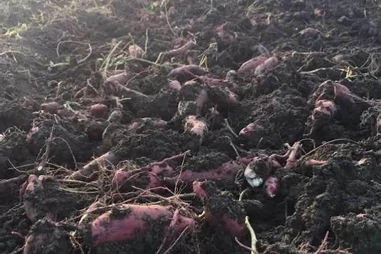 一亩油菜花化肥农药多少钱