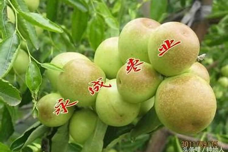 种植红枣的水肥管理技术有哪些 养殖方法总结