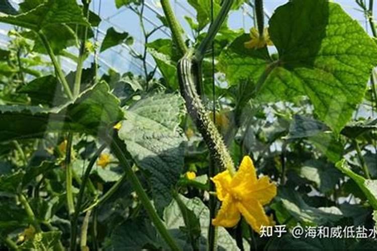 氨基酸原粉30斤水兑多少克