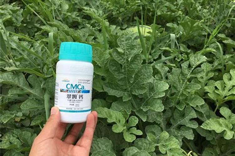 大撄桃月子肥用什么肥？樱桃需肥特点