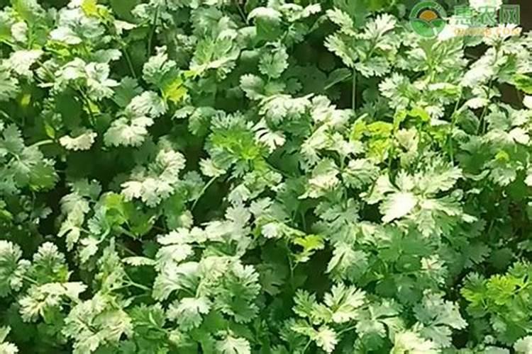 厦门茶可富农资有限公司怎么样？