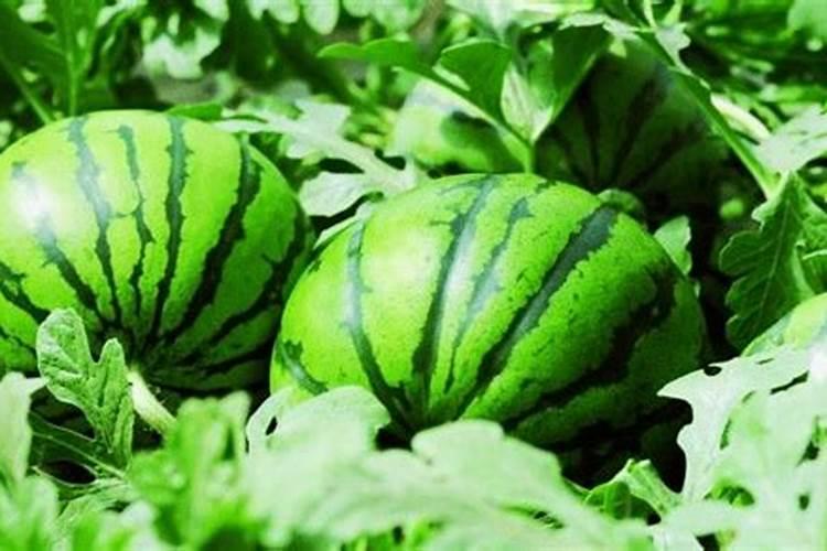 怎么种植和管理西瓜？