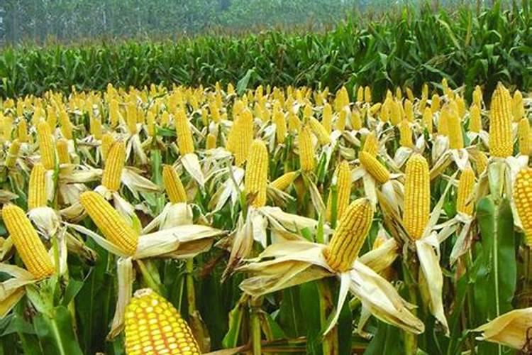 锌在玉米中的作用是什么？如何在滴灌玉米中科学施用锌？