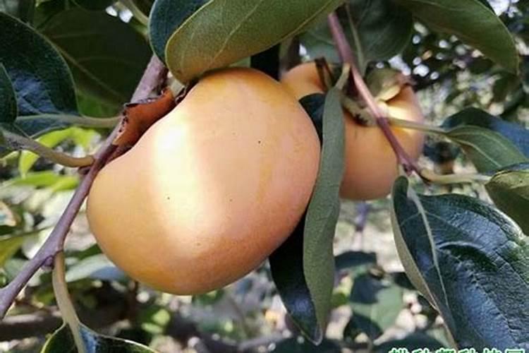 柿子树施什么样的肥？怎样施肥？