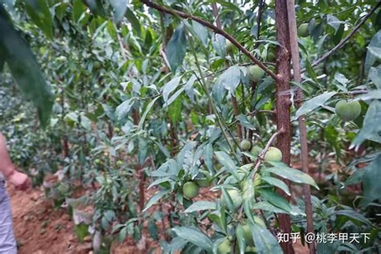 李子树施肥的正确方法