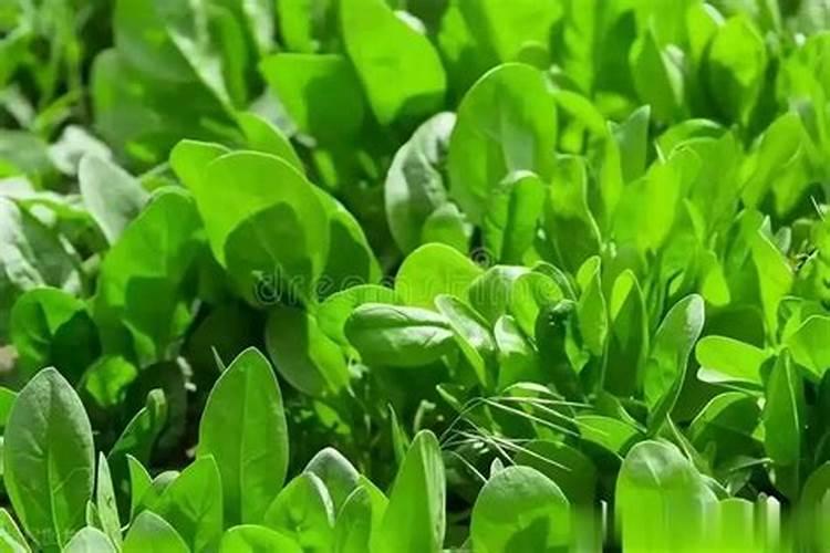 打捆秸秆多少钱一吨