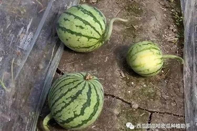 种香蕉用什么肥料最好