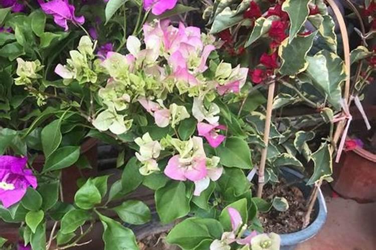 满天星施肥是直接晒在土表面吗