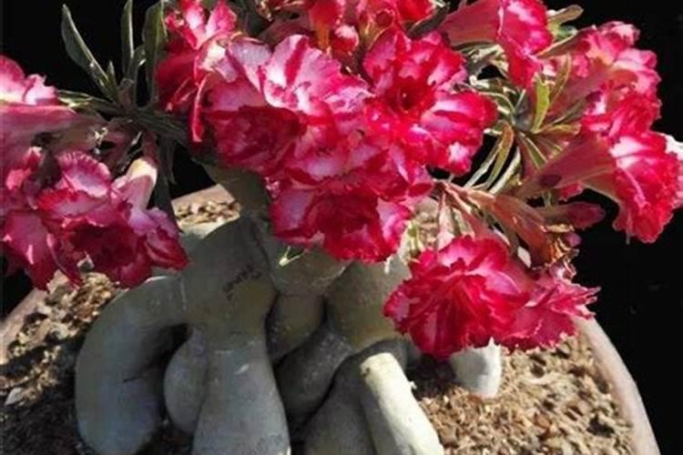 津大盛源化肥怎样