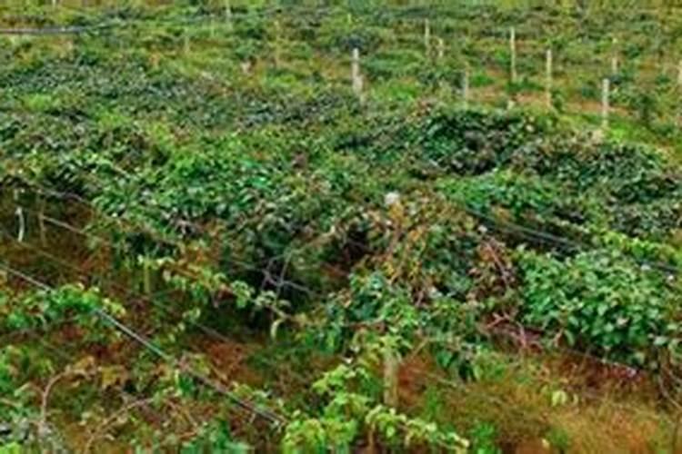 如何正确的施西红柿的基肥和追肥呢？