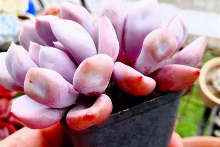 多肉施什么肥最好 适合用什么肥料