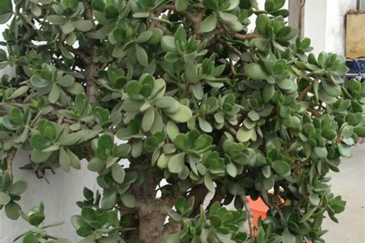 元宝树浇什么肥料合适