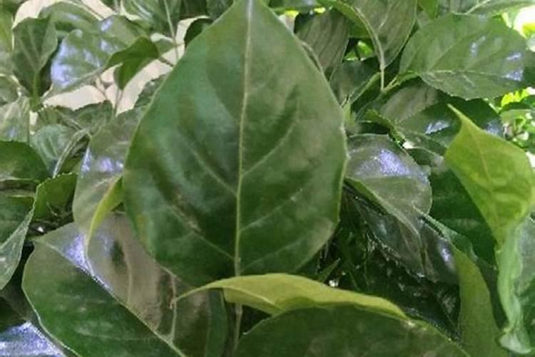 磷酸二氢钾在蔬菜上怎么使用