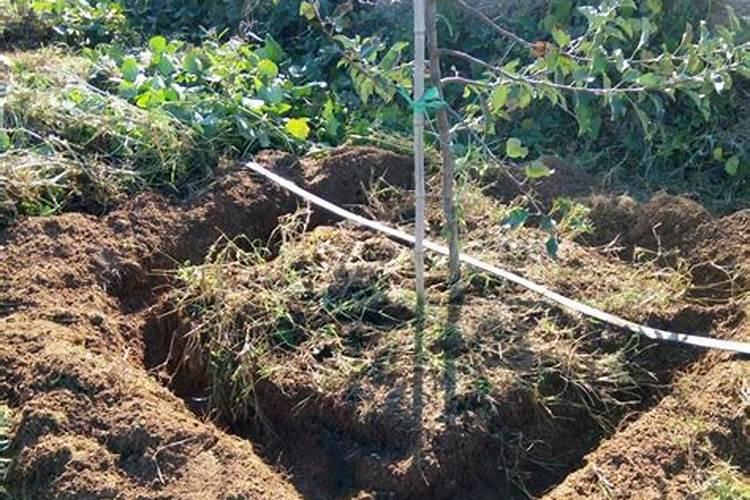 莴笋大规模种植用什么肥料才能长得又粗又壮？