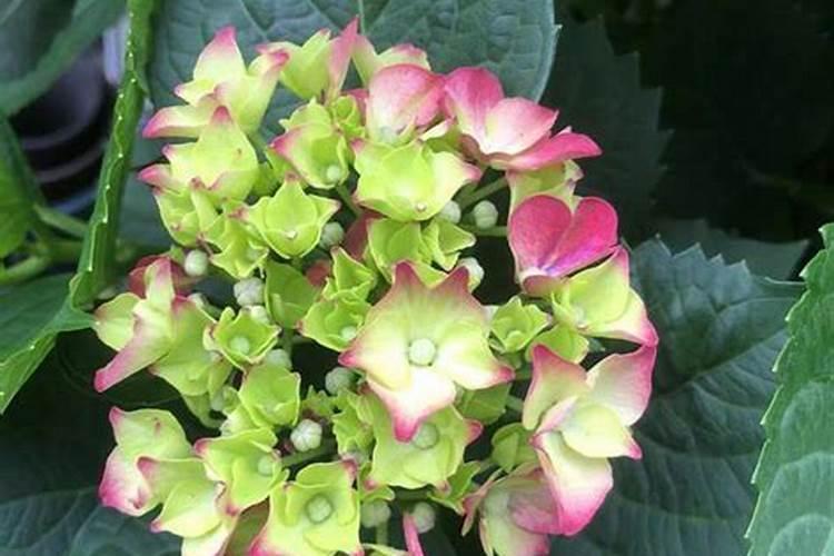 水培植物能用磷酸二氢钾吗