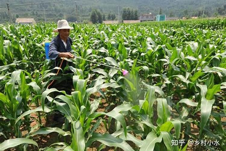 用什么养护兰花叶片油绿不干尖