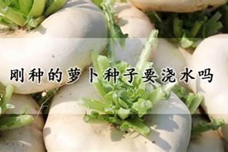 不管种植青萝卜、白萝卜还是红萝卜,肥料这样用,高产又好吃