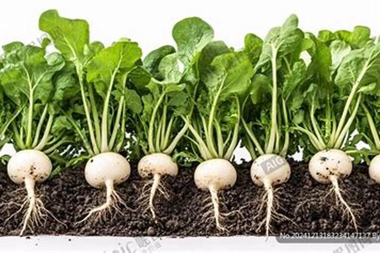 胡萝卜什么时候停肥停水？