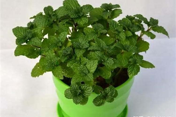 种薄荷要注意什么 施肥以氮肥为主