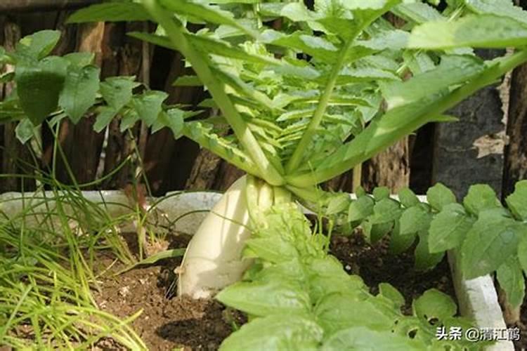 芸苔素内酯加磷酸二氢钾加胺鲜脂叶面喷施效果好？