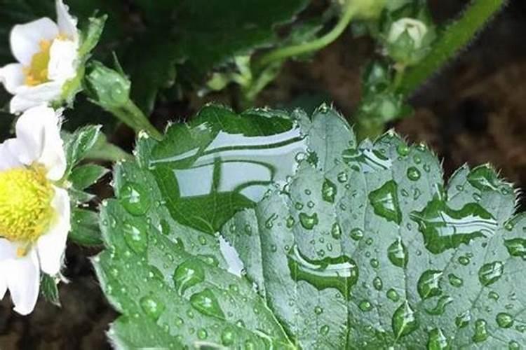 土豆浇水的正确方法