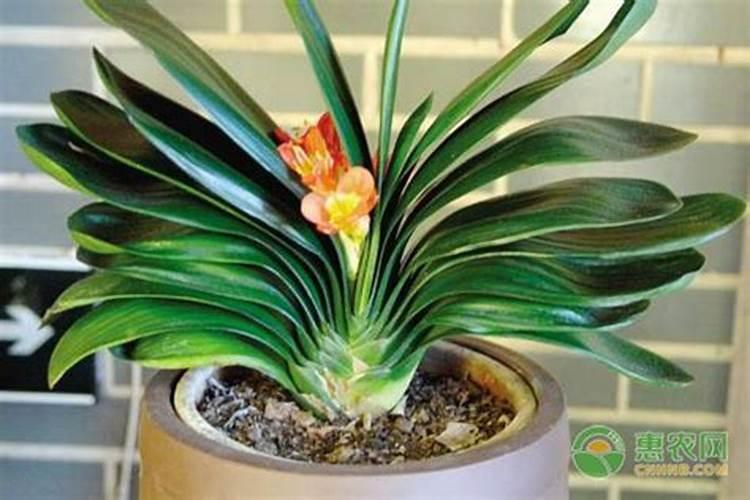 为什么说鱼池的水适合浇花种菜,分享下自己