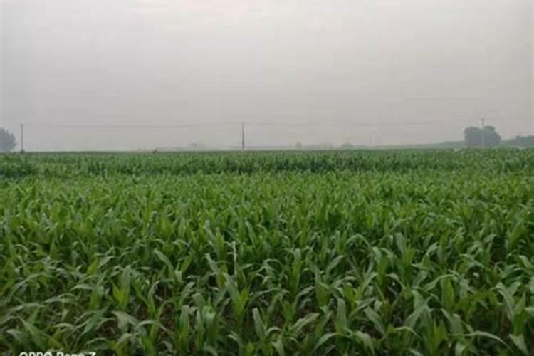 给农田施加尿素的目的