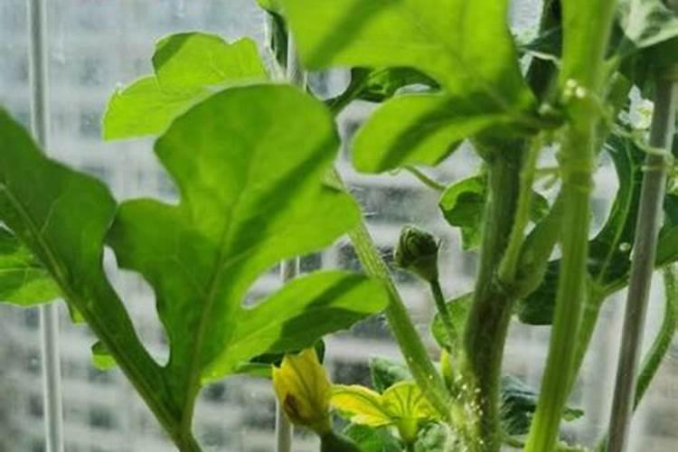 种植南瓜要想高产怎么办南瓜怎么养殖