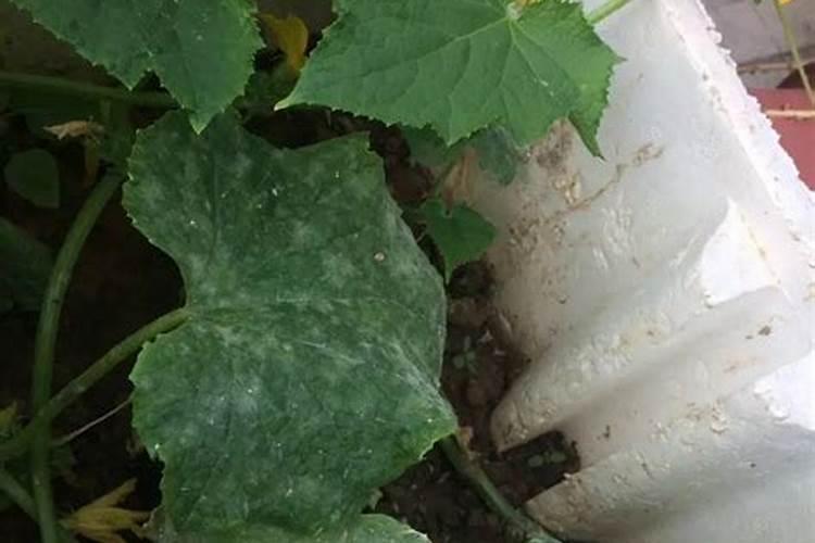 怎样让西瓜快速膨大