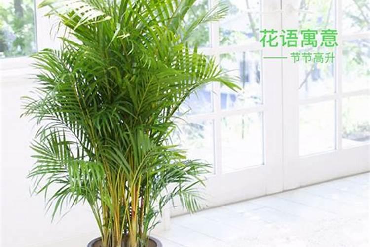 凤尾竹怎么施肥