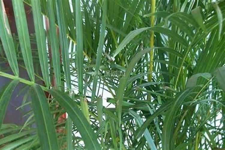 凤尾竹换土时间和方法