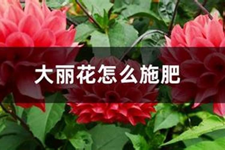 水溶肥可以撒施吗