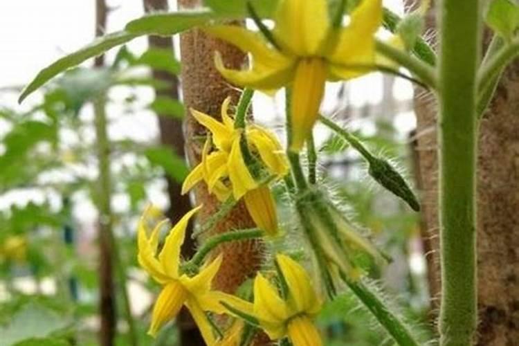 西红柿用什么肥料最好