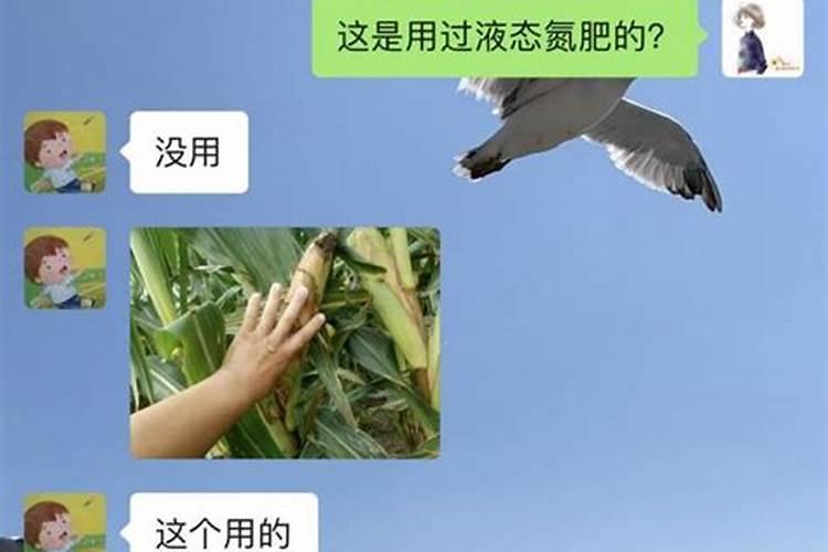 让草莓快速生根的肥料